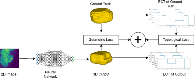 Figure 3 for Euler Characteristic Transform Based Topological Loss for Reconstructing 3D Images from Single 2D Slices