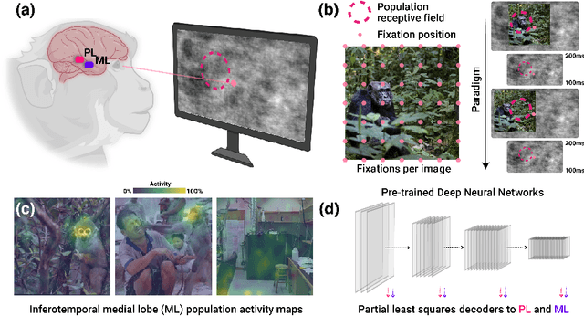 Figure 2 for Performance-optimized deep neural networks are evolving into worse models of inferotemporal visual cortex