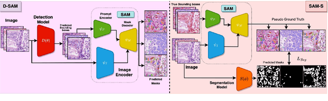 Figure 3 for Guided Prompting in SAM for Weakly Supervised Cell Segmentation in Histopathological Images
