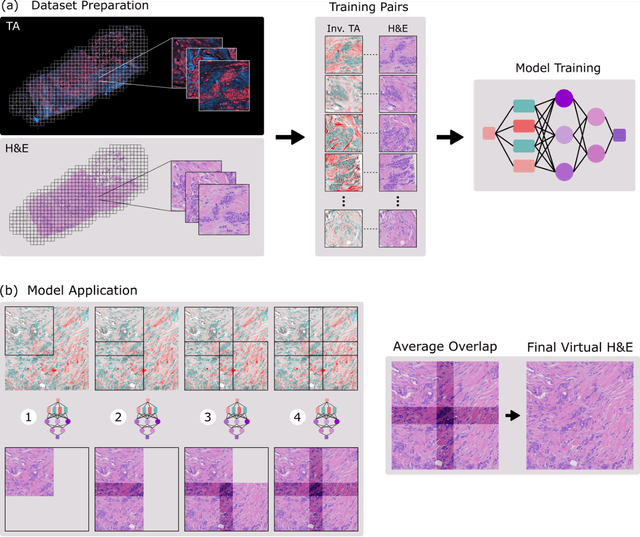Figure 1 for Virtual Histology with Photon Absorption Remote Sensing using a Cycle-Consistent Generative Adversarial Network with Weakly Registered Pairs