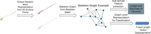 Figure 4 for 3D Neuron Morphology Analysis