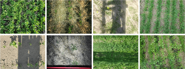 Figure 3 for Improved Crop and Weed Detection with Diverse Data Ensemble Learning in Agriculture