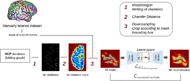 Figure 3 for Identification of Rare Cortical Folding Patterns using Unsupervised Deep Learning