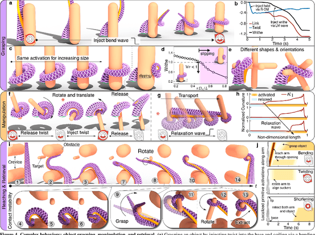 Figure 4 for Topology, dynamics, and control of an octopus-analog muscular hydrostat