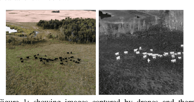 Figure 1 for Cattle Detection Occlusion Problem