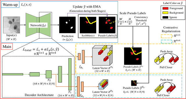 Figure 1 for Scribble-supervised Cell Segmentation Using Multiscale Contrastive Regularization