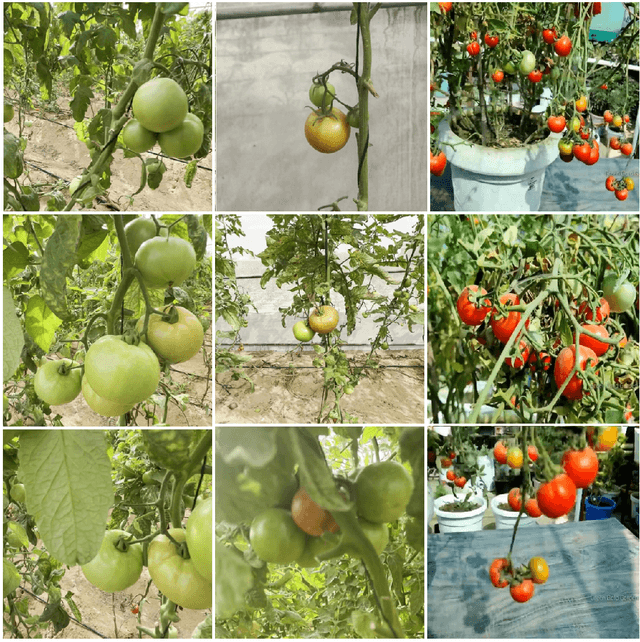 Figure 3 for Convolutional Transformer for Autonomous Recognition and Grading of Tomatoes Under Various Lighting, Occlusion, and Ripeness Conditions