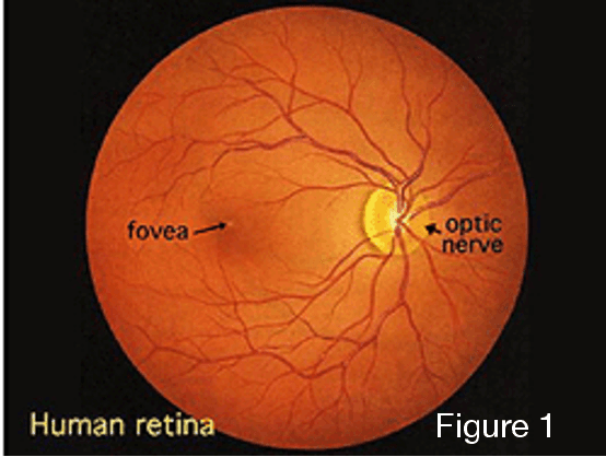 Figure 1 for The Concurrent Use of Medical Imaging Modalities and Innovative Treatments to Combat Retinitis Pigmentosa