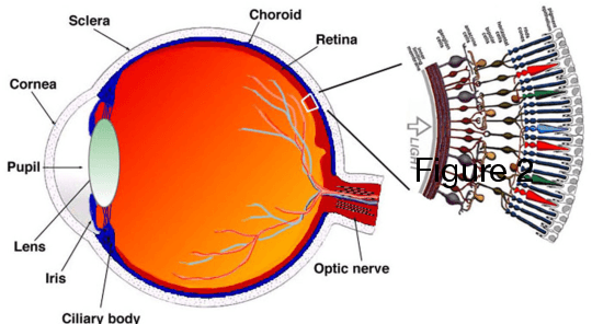 Figure 2 for The Concurrent Use of Medical Imaging Modalities and Innovative Treatments to Combat Retinitis Pigmentosa