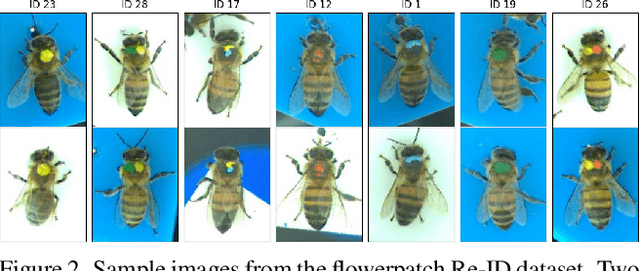 Figure 3 for Towards Automatic Honey Bee Flower-Patch Assays with Paint Marking Re-Identification