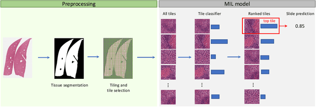 Figure 2 for From slides (through tiles) to pixels: an explainability framework for weakly supervised models in pre-clinical pathology