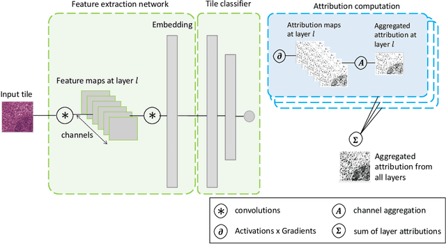 Figure 4 for From slides (through tiles) to pixels: an explainability framework for weakly supervised models in pre-clinical pathology