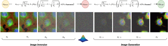 Figure 1 for PhenDiff: Revealing Invisible Phenotypes with Conditional Diffusion Models
