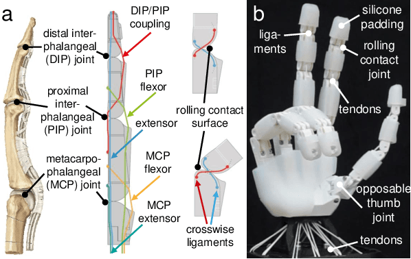 Figure 2 for Getting the Ball Rolling: Learning a Dexterous Policy for a Biomimetic Tendon-Driven Hand with Rolling Contact Joints