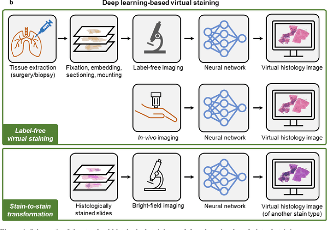 Figure 2 for Deep Learning-enabled Virtual Histological Staining of Biological Samples