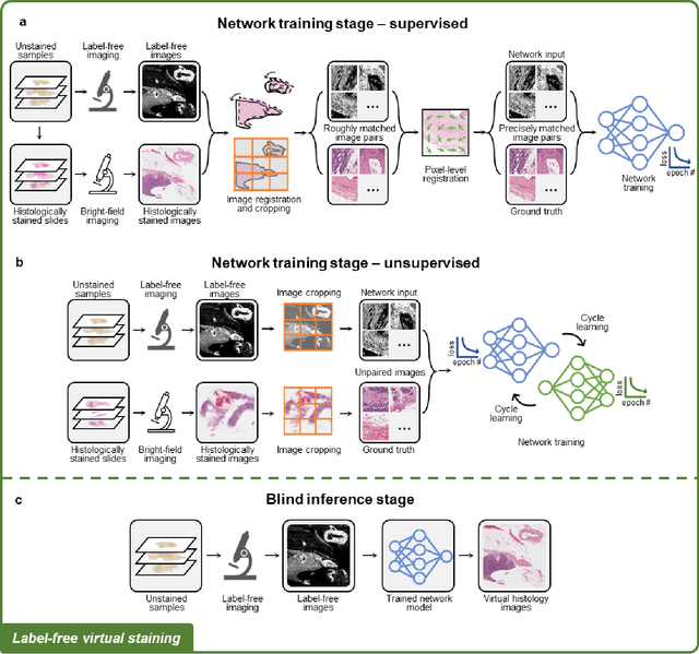 Figure 4 for Deep Learning-enabled Virtual Histological Staining of Biological Samples