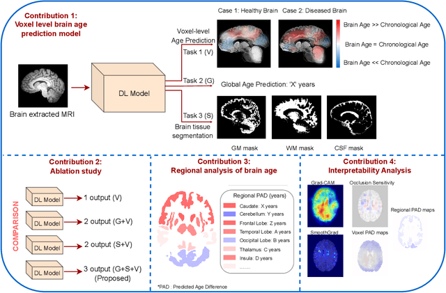 Figure 1 for A voxel-level approach to brain age prediction: A method to assess regional brain aging
