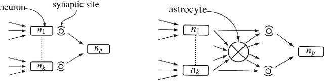 Figure 1 for Astrocyte-Integrated Dynamic Function Exchange in Spiking Neural Networks