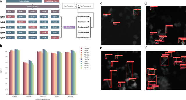 Figure 2 for ProGroTrack: Deep Learning-Assisted Tracking of Intracellular Protein Growth Dynamics