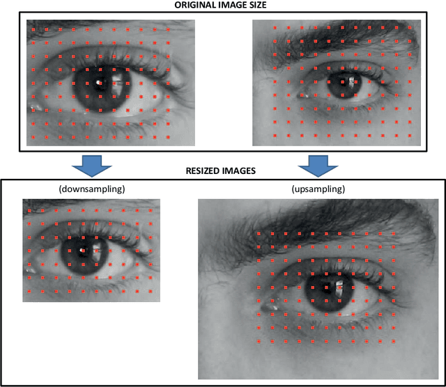 Figure 4 for Near-infrared and visible-light periocular recognition with Gabor features using frequency-adaptive automatic eye detection