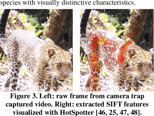 Figure 3 for Automatic Individual Identification of Patterned Solitary Species Based on Unlabeled Video Data