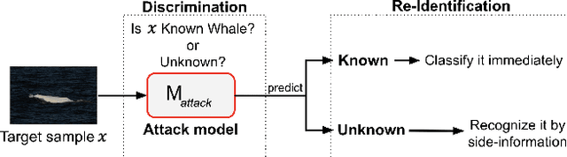 Figure 1 for Membership Inference Attack for Beluga Whales Discrimination