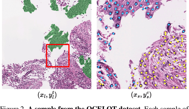 Figure 3 for OCELOT: Overlapped Cell on Tissue Dataset for Histopathology