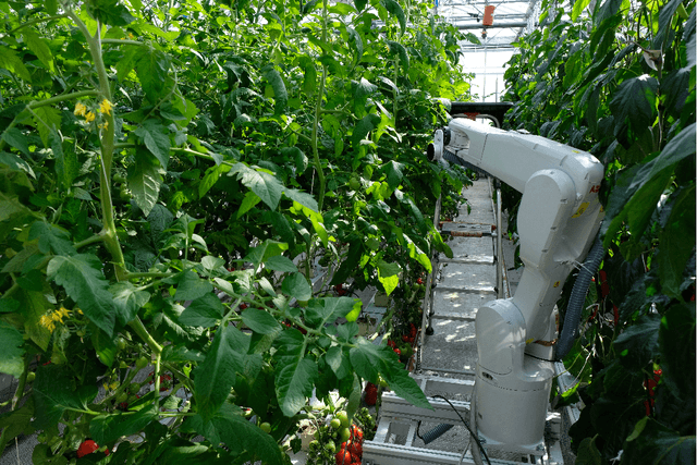 Figure 1 for Development and evaluation of automated localization and reconstruction of all fruits on tomato plants in a greenhouse based on multi-view perception and 3D multi-object tracking