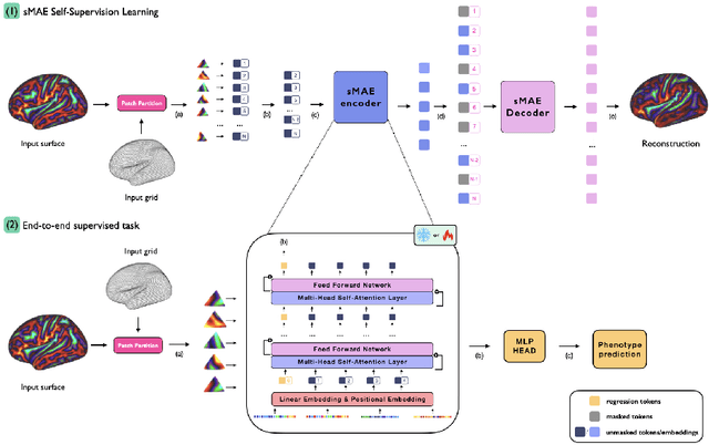 Figure 1 for Surface Masked AutoEncoder: Self-Supervision for Cortical Imaging Data