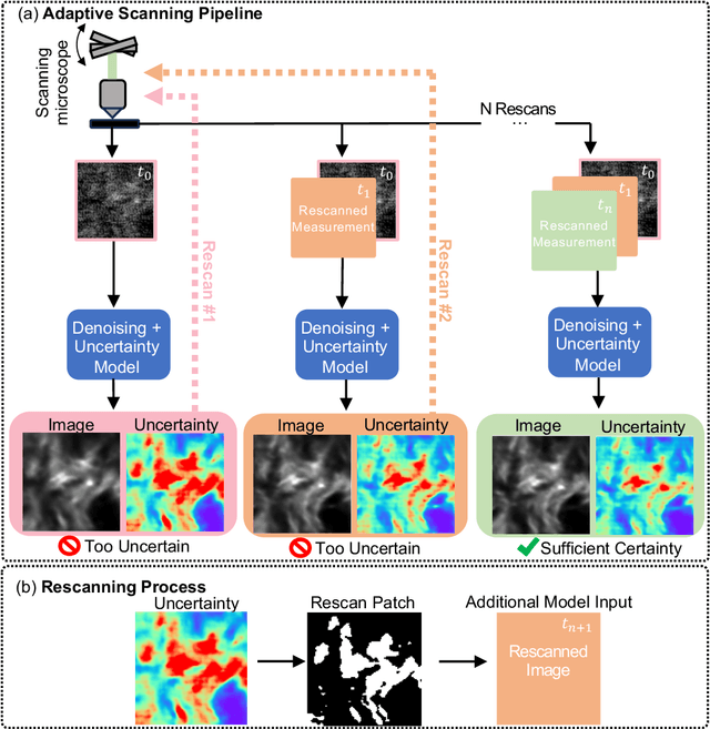 Figure 1 for Learned, Uncertainty-driven Adaptive Acquisition for Photon-Efficient Multiphoton Microscopy