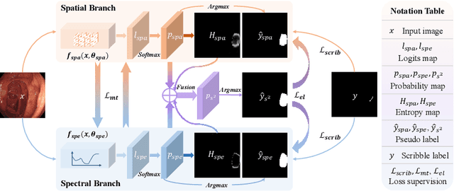Figure 1 for S$^2$ME: Spatial-Spectral Mutual Teaching and Ensemble Learning for Scribble-supervised Polyp Segmentation