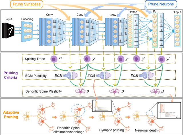 Figure 1 for Developmental Plasticity-inspired Adaptive Pruning for Deep Spiking and Artificial Neural Networks