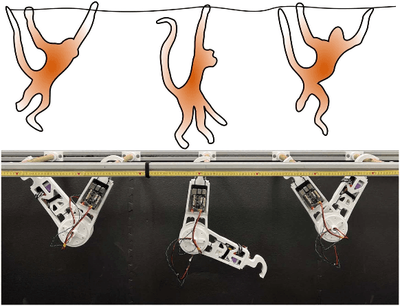 Figure 1 for AcroMonk: A Minimalist Underactuated Brachiating Robot