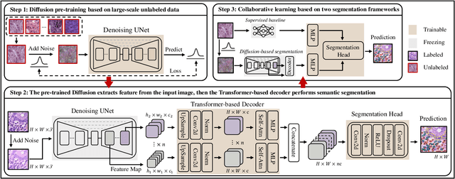 Figure 1 for Semi-Supervised Semantic Segmentation of Cell Nuclei via Diffusion-based Large-Scale Pre-Training and Collaborative Learning