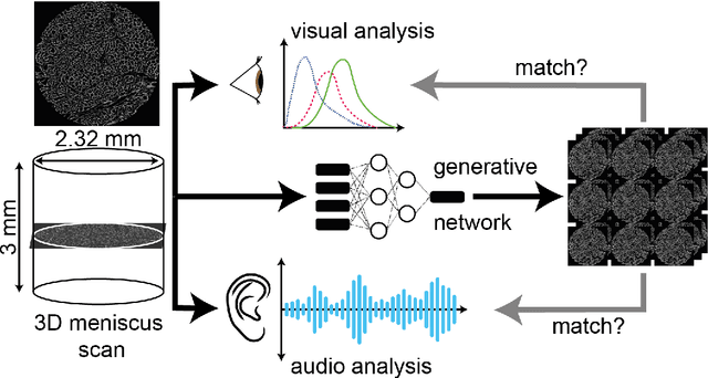 Figure 1 for The applicability of transperceptual and deep learning approaches to the study and mimicry of complex cartilaginous tissues