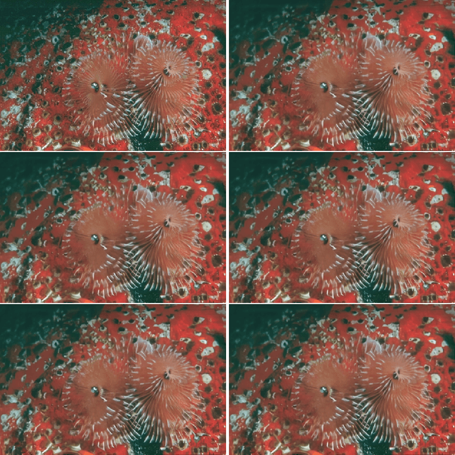 Figure 3 for Towards Vision Transformer Unrolling Fixed-Point Algorithm: a Case Study on Image Restoration