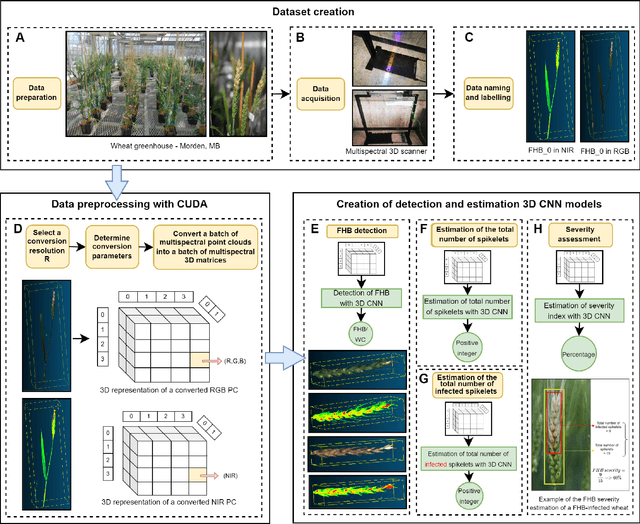 Figure 1 for Fusarium head blight detection, spikelet estimation, and severity assessment in wheat using 3D convolutional neural networks