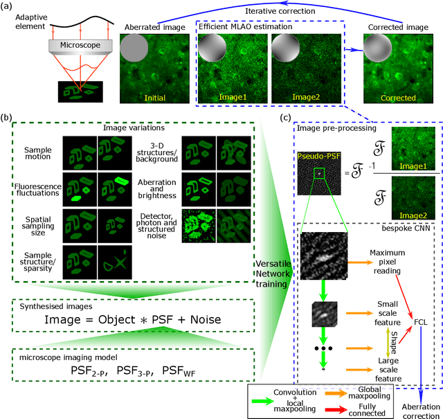 Figure 1 for Universal adaptive optics for microscopy through embedded neural network control