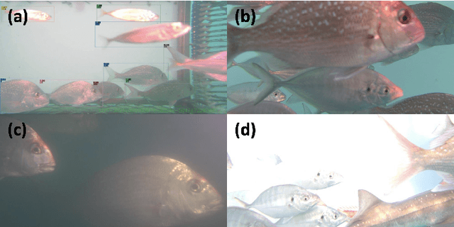 Figure 1 for Multi-Object Tracking by Iteratively Associating Detections with Uniform Appearance for Trawl-Based Fishing Bycatch Monitoring