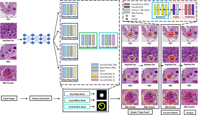 Figure 3 for Eosinophils Instance Object Segmentation on Whole Slide Imaging Using Multi-label Circle Representation
