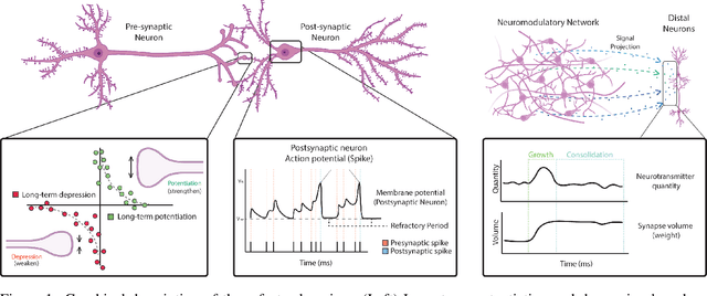 Figure 1 for Synaptic motor adaptation: A three-factor learning rule for adaptive robotic control in spiking neural networks