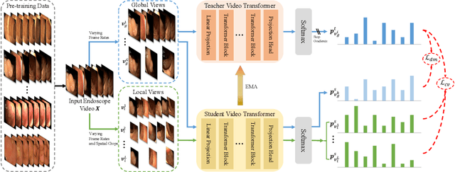Figure 1 for Foundation Model for Endoscopy Video Analysis via Large-scale Self-supervised Pre-train