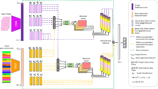 Figure 1 for FOAA: Flattened Outer Arithmetic Attention For Multimodal Tumor Classification