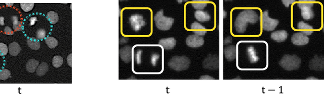 Figure 3 for Mitosis Detection from Partial Annotation by Dataset Generation via Frame-Order Flipping