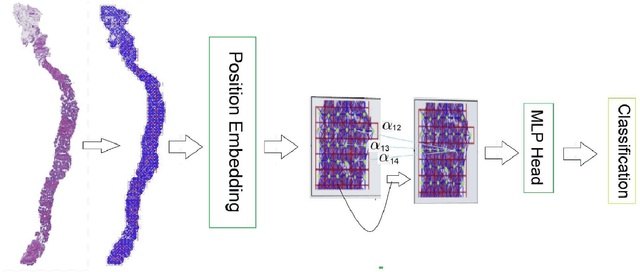 Figure 1 for Explainable and Position-Aware Learning in Digital Pathology