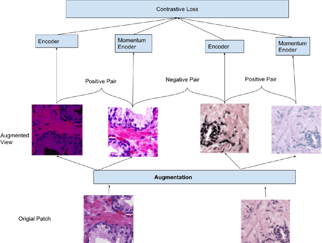 Figure 2 for Explainable and Position-Aware Learning in Digital Pathology