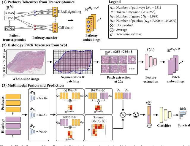 Figure 2 for Modeling Dense Multimodal Interactions Between Biological Pathways and Histology for Survival Prediction