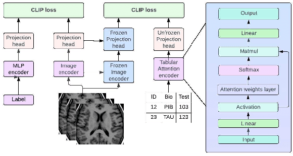 Figure 1 for Multimodal Contrastive Learning and Tabular Attention for Automated Alzheimer's Disease Prediction