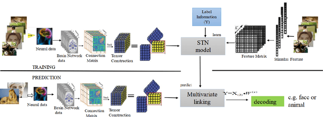 Figure 1 for STN: a new tensor network method to identify stimulus category from brain activity pattern
