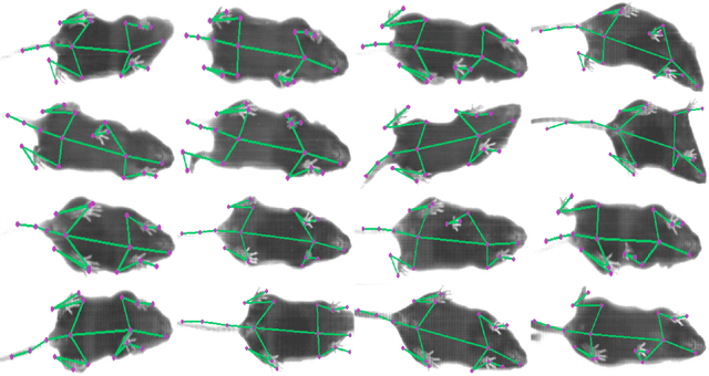 Figure 3 for Of Mice and Pose: 2D Mouse Pose Estimation from Unlabelled Data and Synthetic Prior